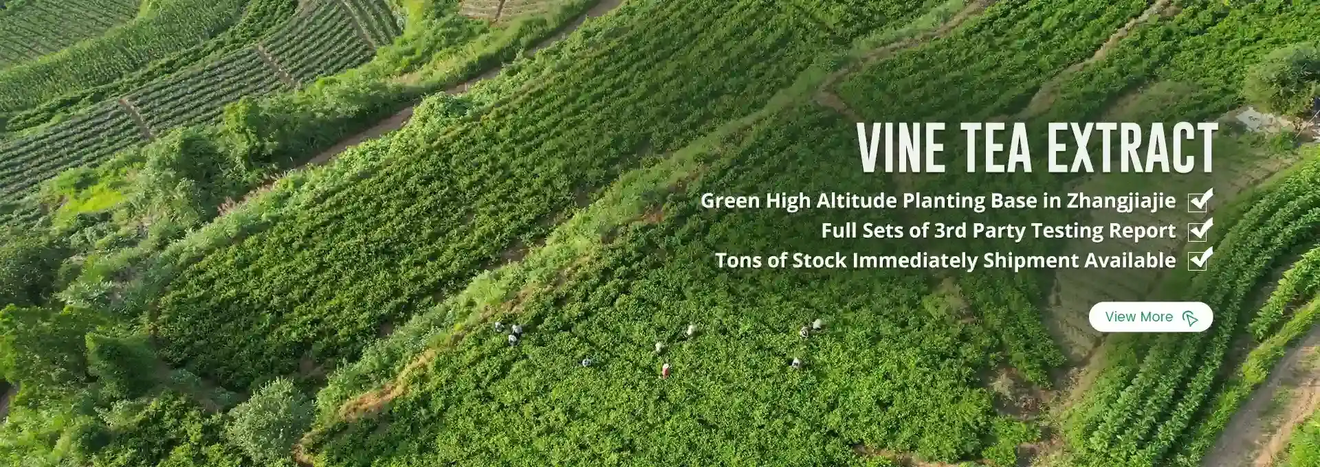 Vine Tea Extract — Signature Product of ZAC Biotech