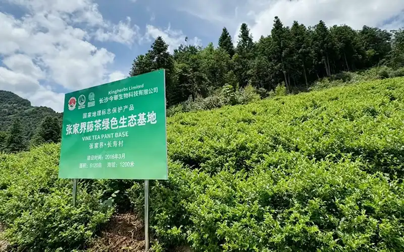 Traceable green cultivation base — ZAC Biotech proprietary farming